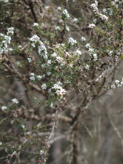 Taxandria parviceps