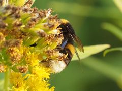 Bombus