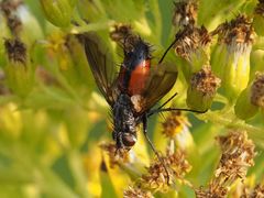 Eriothrix rufomaculata