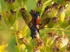 Eriothrix rufomaculata