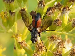 Eriothrix rufomaculata