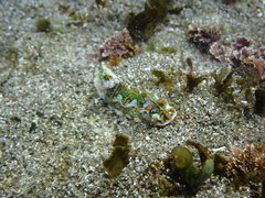 Miamira flavicostata