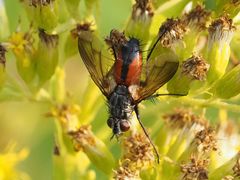 Eriothrix rufomaculata