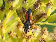 Eriothrix rufomaculata