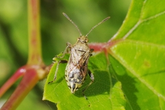Stictopleurus punctatonervosus