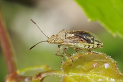 Stictopleurus punctatonervosus