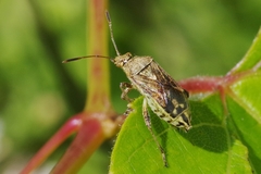Stictopleurus punctatonervosus