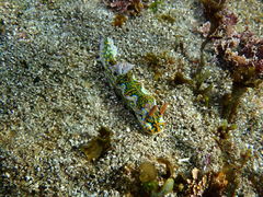 Miamira flavicostata