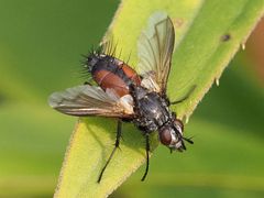 Eriothrix rufomaculata