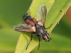 Eriothrix rufomaculata