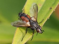 Eriothrix rufomaculata