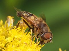 Eristalis pertinax