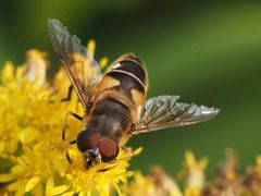 Eristalis pertinax