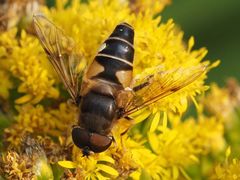 Eristalis pertinax