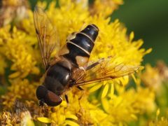 Eristalis pertinax