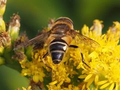 Eristalis pertinax