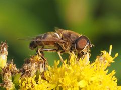 Eristalis pertinax