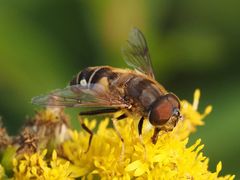 Eristalis pertinax
