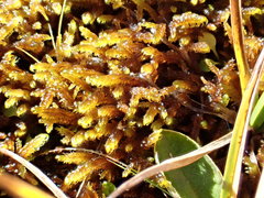 Palustriella falcata