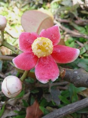 Clusia schomburgkiana