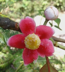 Clusia schomburgkiana