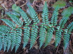Polystichum neozelandicum zerophyllum × vestitum