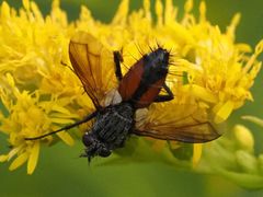 Eriothrix rufomaculata