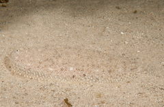 Aseraggodes lenisquamis