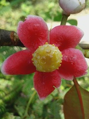 Clusia schomburgkiana