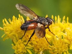 Eriothrix rufomaculata