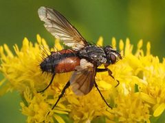 Eriothrix rufomaculata