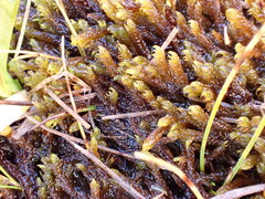 Palustriella falcata