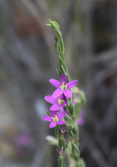 Centaurium pulchellum