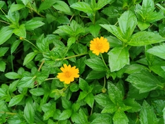 Sphagneticola calendulacea