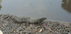 Varanus salvator salvator