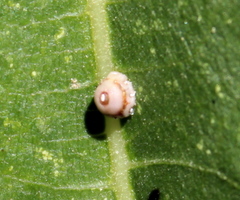 Ceroplastes rusci