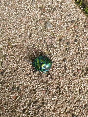 Poecilocoris splendidulus