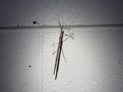 Scionecra queenslandica