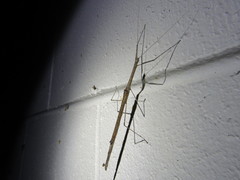 Scionecra queenslandica