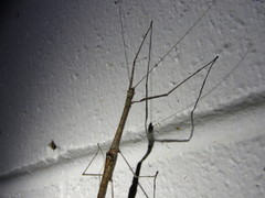 Scionecra queenslandica