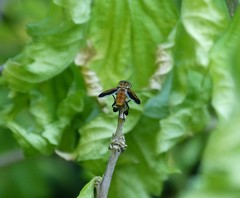 Galactomyia
