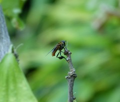 Galactomyia