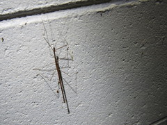 Scionecra queenslandica