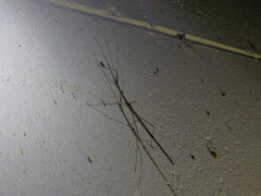 Scionecra queenslandica