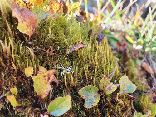 Broom-moss (Dicranum elongatum)