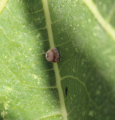 Ceroplastes rusci