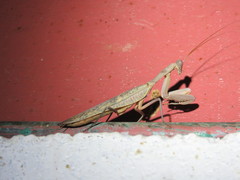 Sphodropoda quinquedens