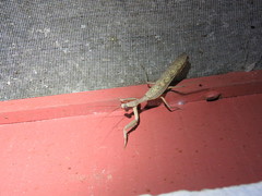 Sphodropoda quinquedens