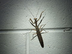 Sphodropoda quinquedens