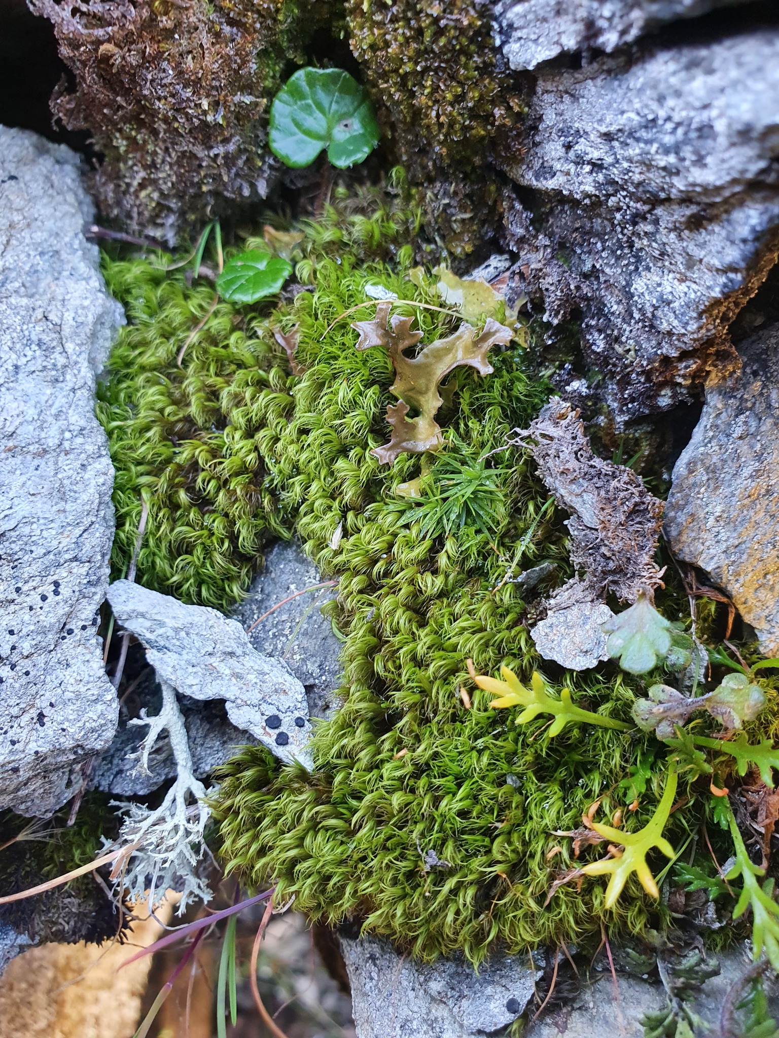Kiaeria